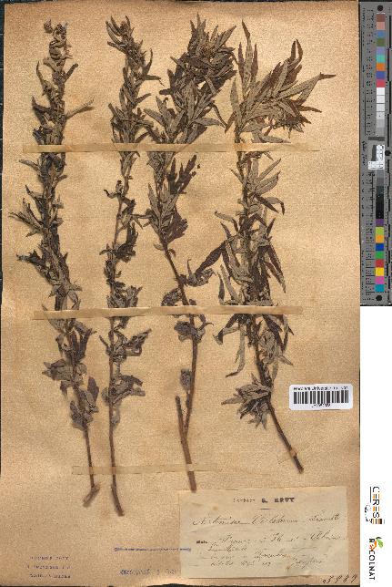 spécimen de Artemisia verlotiorum