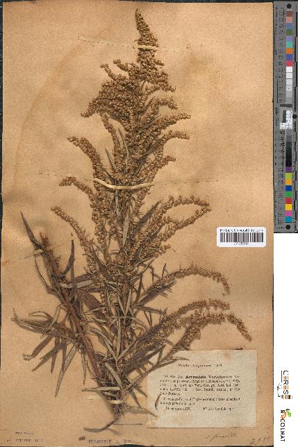 spécimen de Artemisia verlotiorum