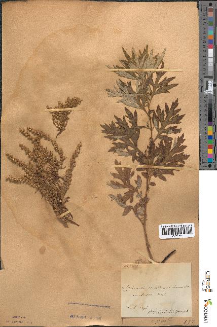 spécimen de Artemisia verlotiorum