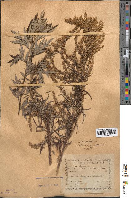 spécimen de Artemisia verlotiorum