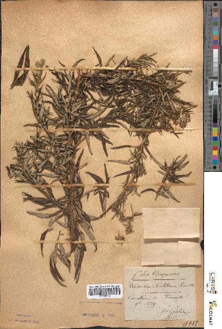 spécimen de Artemisia verlotiorum