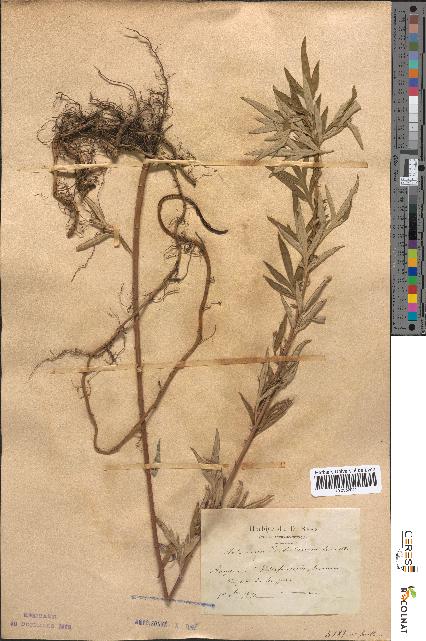 spécimen de Artemisia verlotiorum