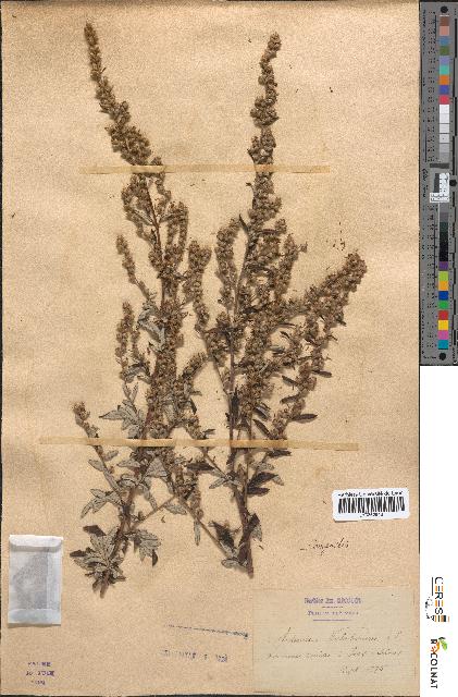 spécimen de Artemisia verlotiorum