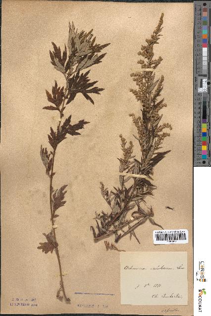 spécimen de Artemisia verlotiorum