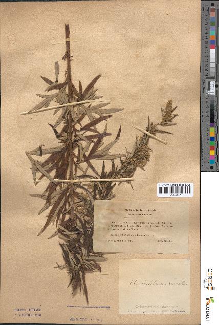 spécimen de Artemisia verlotiorum