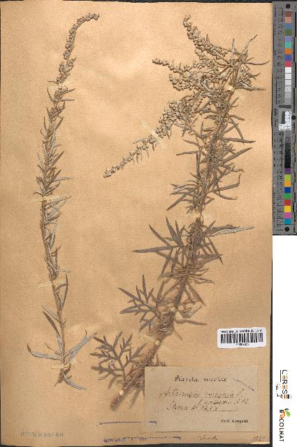 spécimen de Artemisia vulgaris