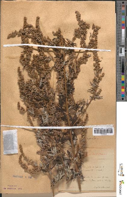 spécimen de Artemisia vulgaris