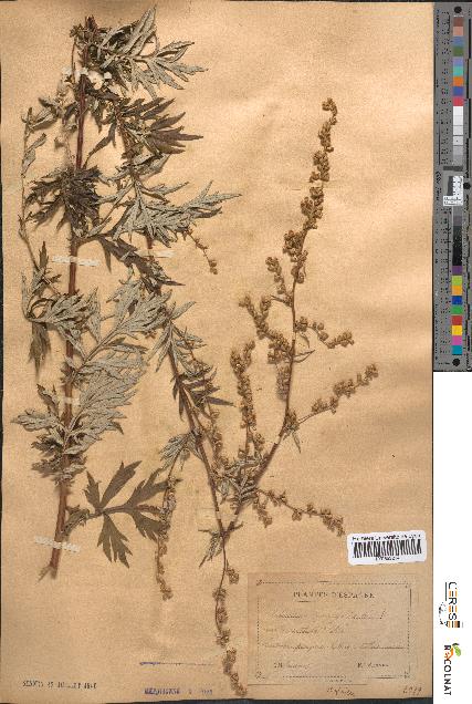 spécimen de Artemisia vulgaris