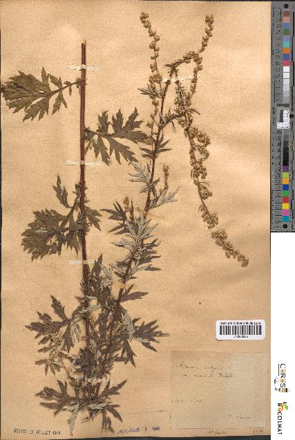 spécimen de Artemisia vulgaris