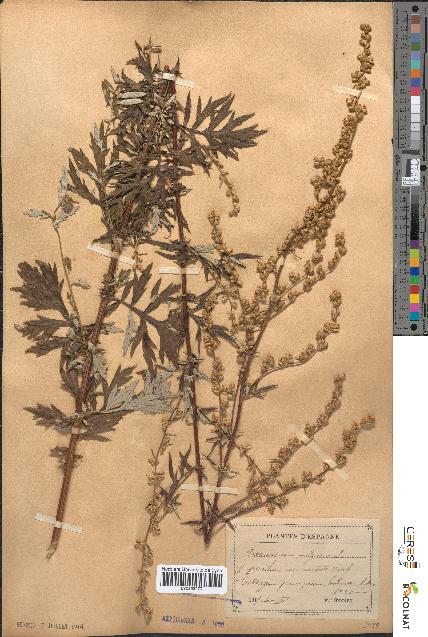 spécimen de Artemisia vulgaris