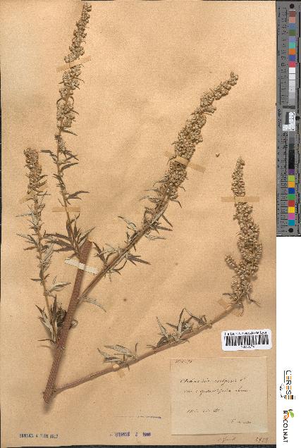 spécimen de Artemisia vulgaris