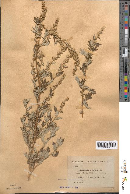 spécimen de Artemisia vulgaris