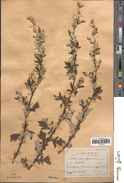 spécimen de Artemisia vulgaris