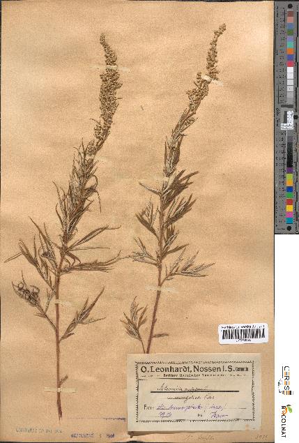 spécimen de Artemisia vulgaris