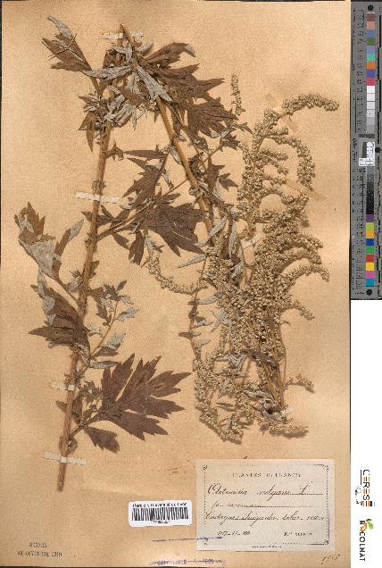 spécimen de Artemisia vulgaris