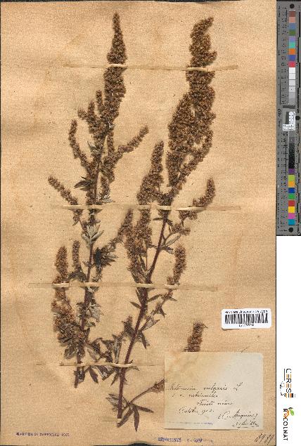 spécimen de Artemisia vulgaris