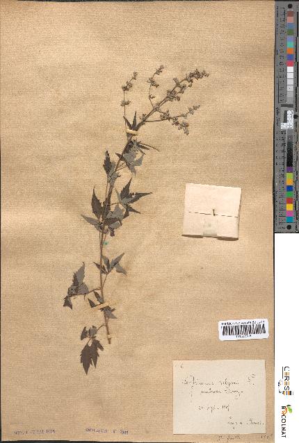 spécimen de Artemisia vulgaris