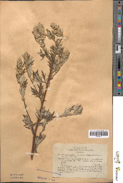 spécimen de Artemisia vulgaris