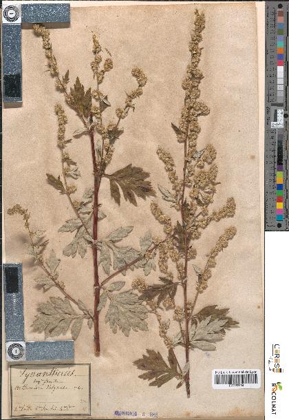 spécimen de Artemisia vulgaris