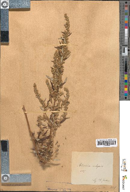 spécimen de Artemisia vulgaris