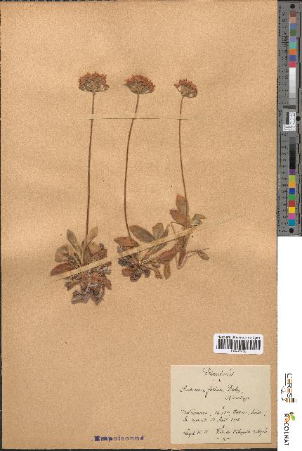 spécimen de Androsace foliosa