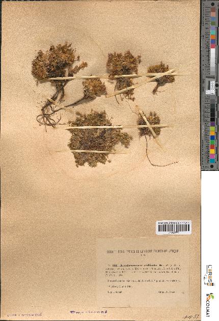 spécimen de Androsace ciliata