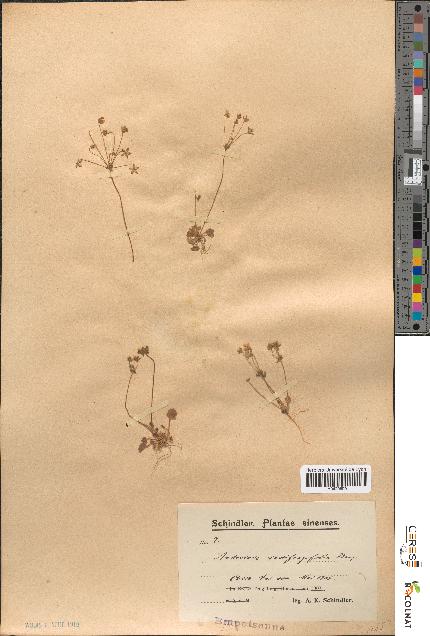spécimen de Androsace saxifragifolia