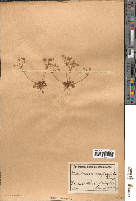 spécimen de Androsace saxifragifolia