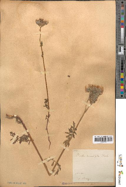 spécimen de Phacelia tanacetifolia