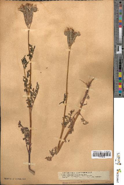 spécimen de Phacelia tanacetifolia