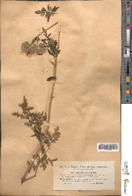 spécimen de Phacelia tanacetifolia