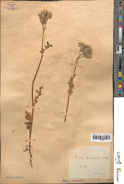 spécimen de Phacelia tanacetifolia