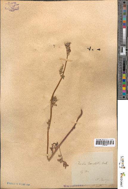 spécimen de Phacelia tanacetifolia