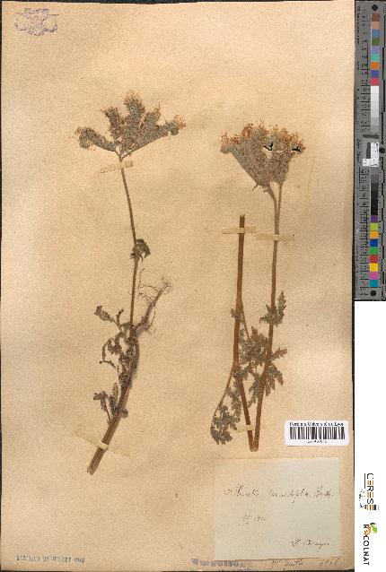 spécimen de Phacelia tanacetifolia