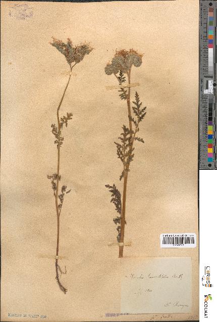 spécimen de Phacelia tanacetifolia