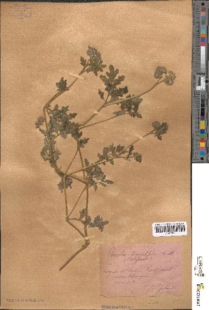 spécimen de Phacelia tanacetifolia