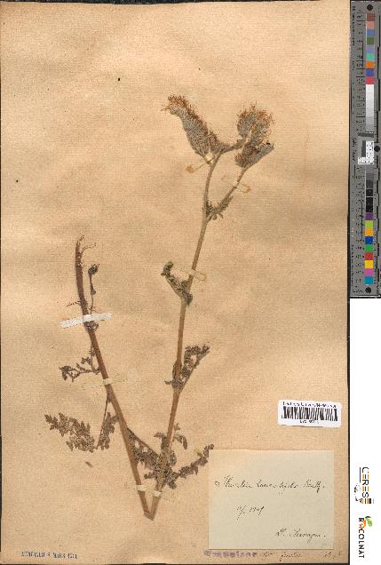 spécimen de Phacelia tanacetifolia