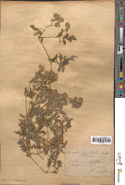 spécimen de Phacelia tanacetifolia