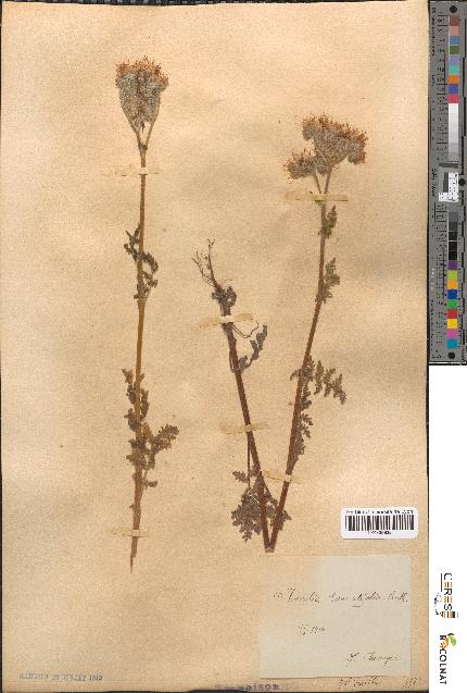 spécimen de Phacelia tanacetifolia