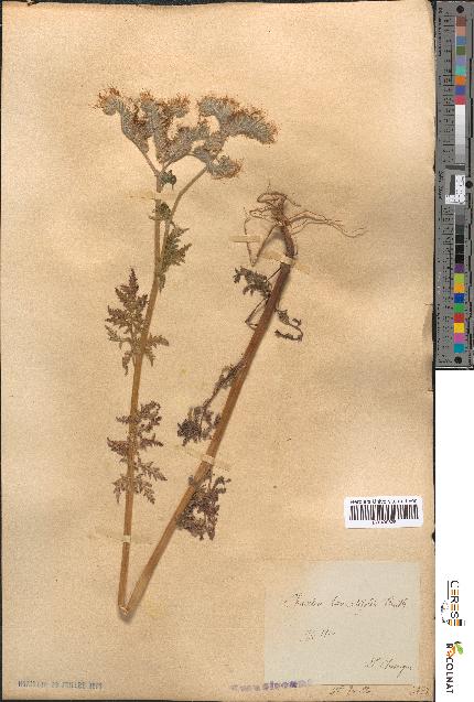 spécimen de Phacelia tanacetifolia