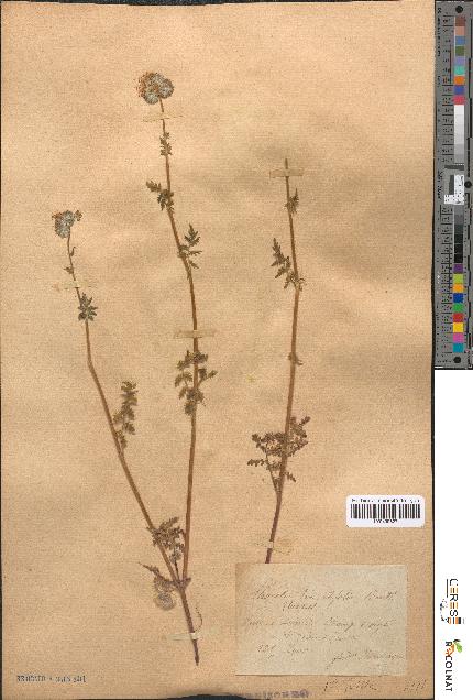 spécimen de Phacelia tanacetifolia