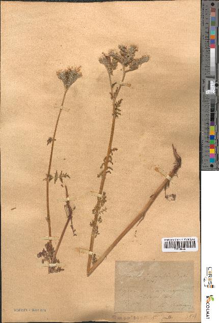 spécimen de Phacelia tanacetifolia