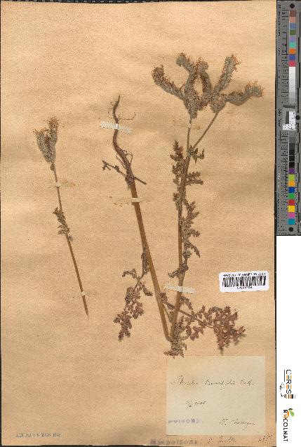 spécimen de Phacelia tanacetifolia