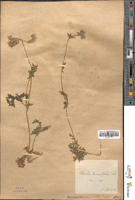 spécimen de Phacelia tanacetifolia