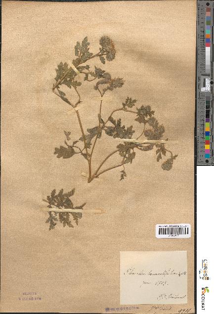 spécimen de Phacelia tanacetifolia