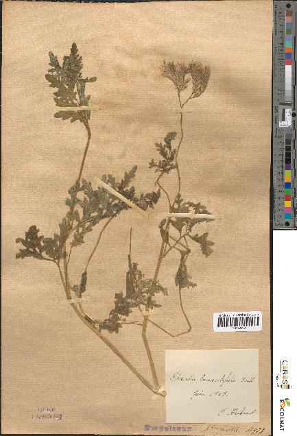 spécimen de Phacelia tanacetifolia