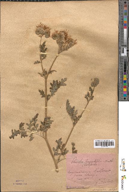 spécimen de Phacelia tanacetifolia