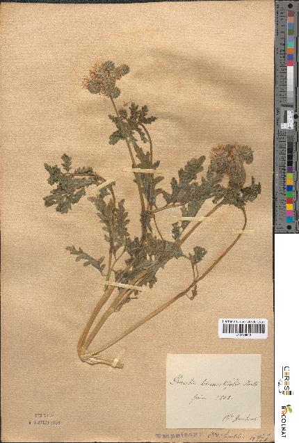 spécimen de Phacelia tanacetifolia