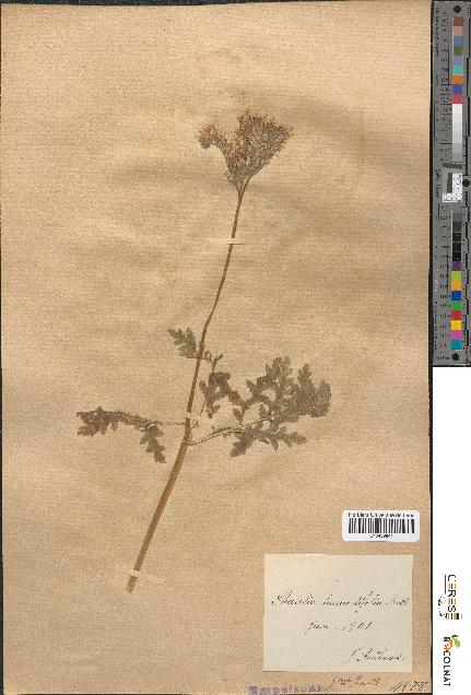 spécimen de Phacelia tanacetifolia