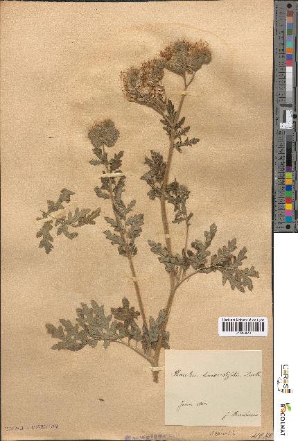 spécimen de Phacelia tanacetifolia